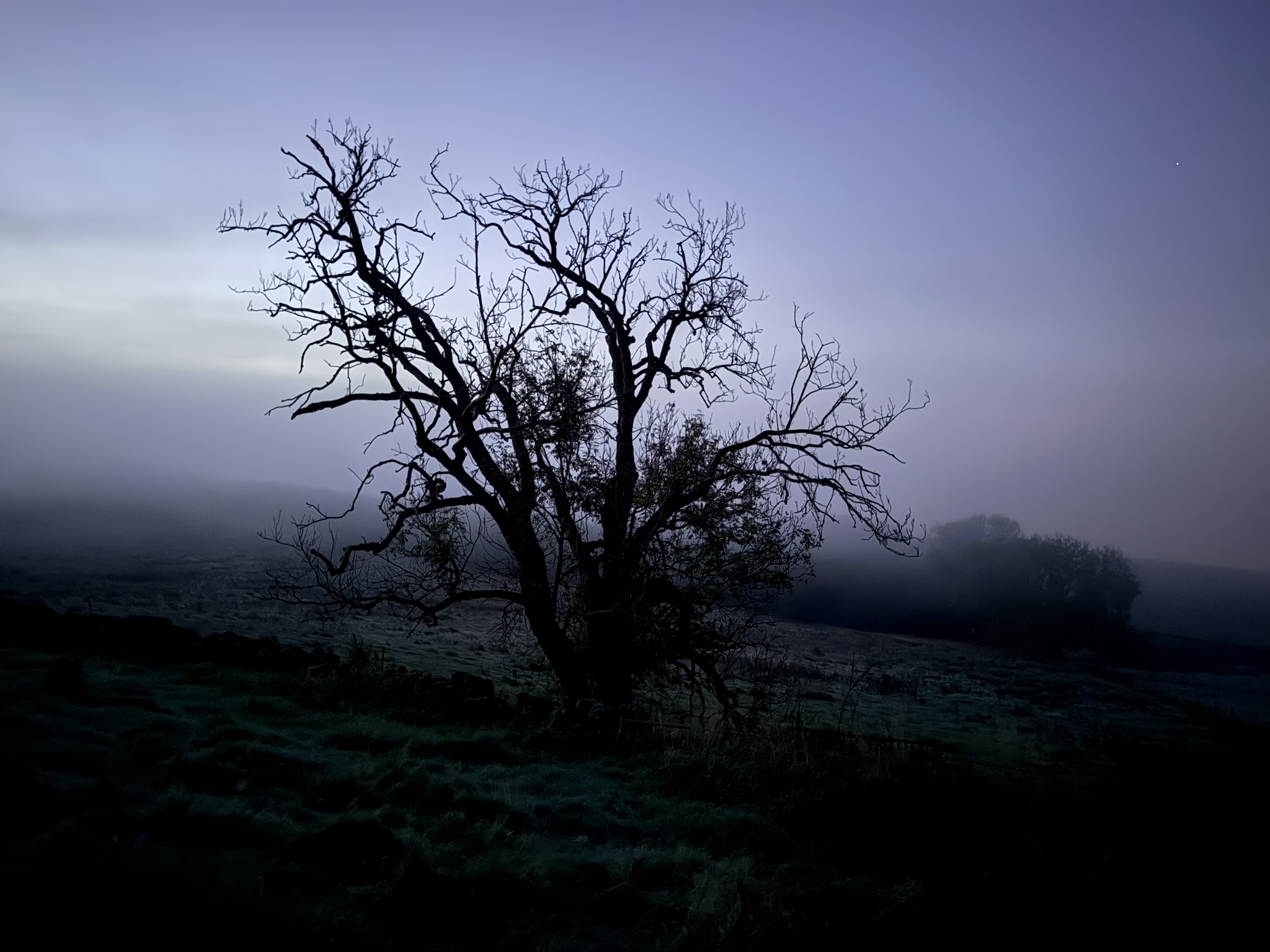A bare tree in silhouette against thinning mist